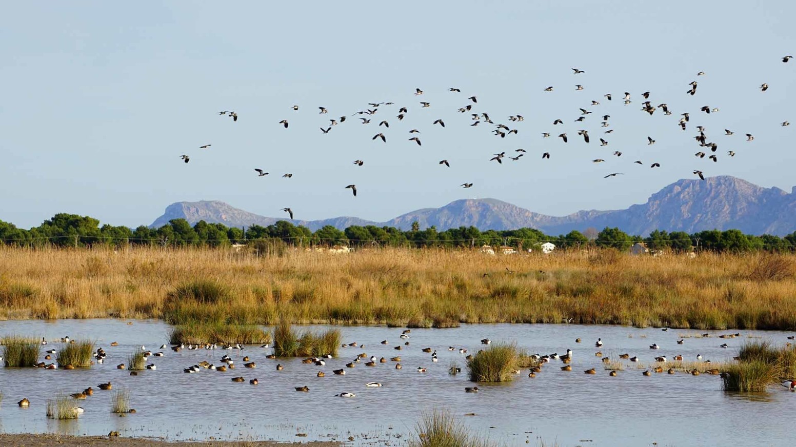 Albufera de Mallorca